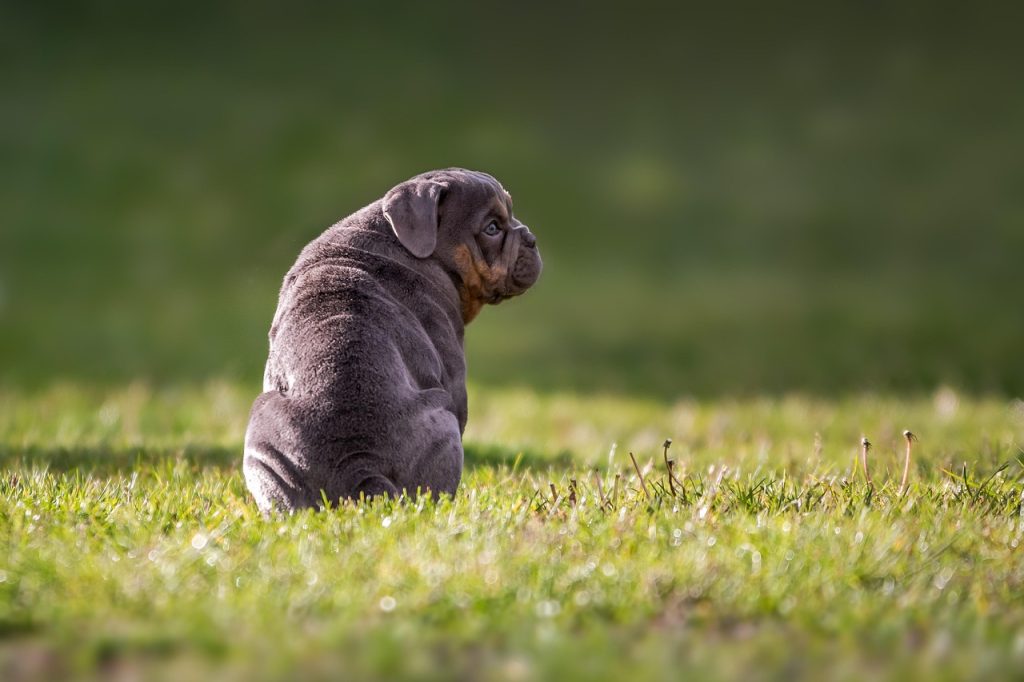 Dog Poop Pickup in Lakeville Michigan