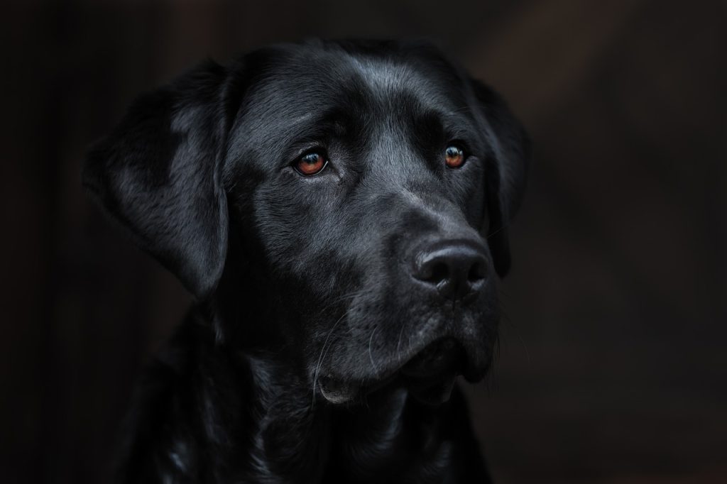 Dog Poop Pickup in Lakeville Michigan